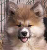 Photo d'ERKOS, Akita Inu roux et blanc